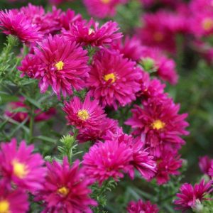 Aster novi-belgii