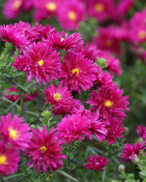 Aster novi-belgii Royal Ruby