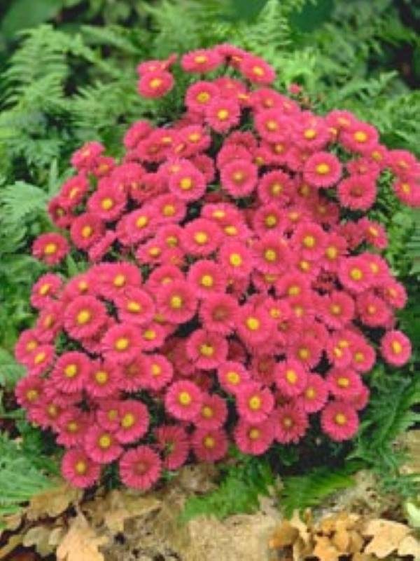 Aster dumosus Starlight