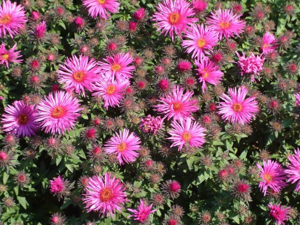 Aster novae-angliae Vibrant Dome® PBR