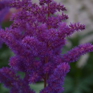 Astilbe Black Pearls