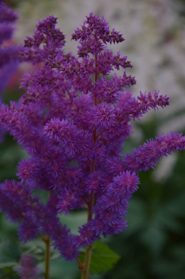 Astilbe Black Pearls