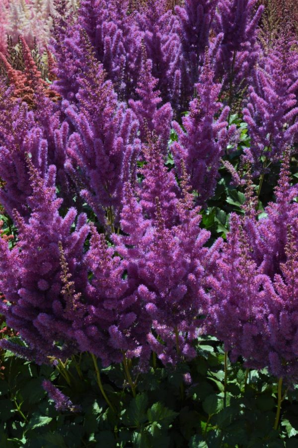 Astilbe Black Pearls - Image 2