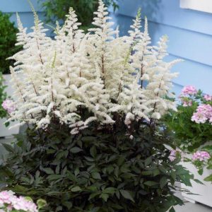 Astilbe Capuccino®