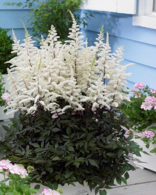 Astilbe Capuccino®