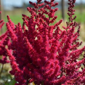 Astilbe Cardinal