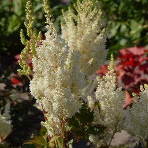 Astilbe Donna®