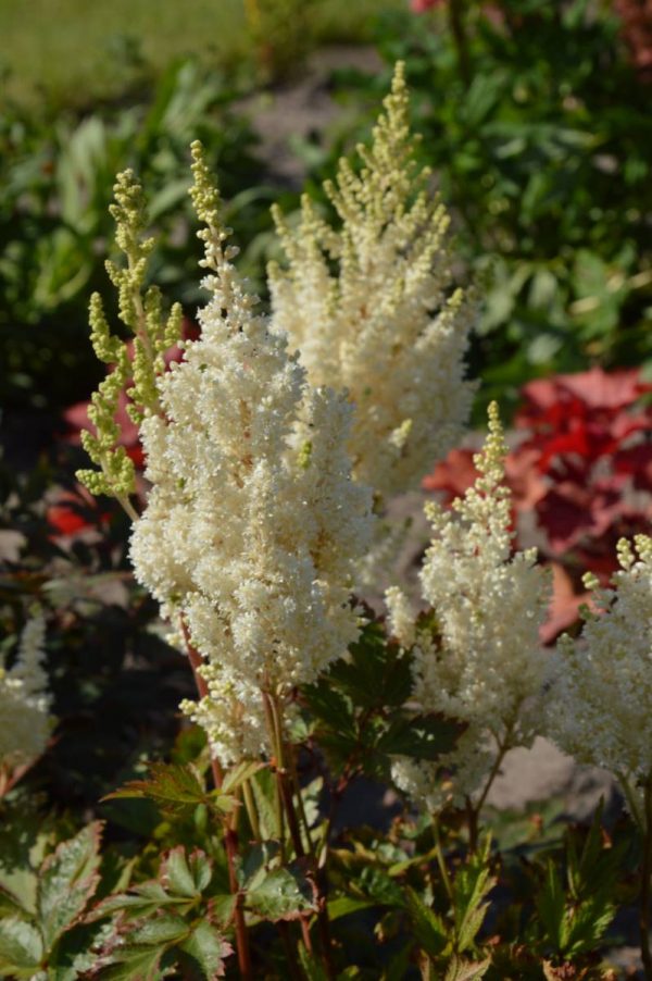 Astilbe Donna®