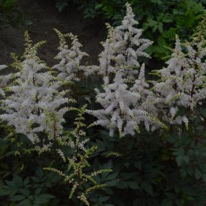 Astilbe Easy Listening