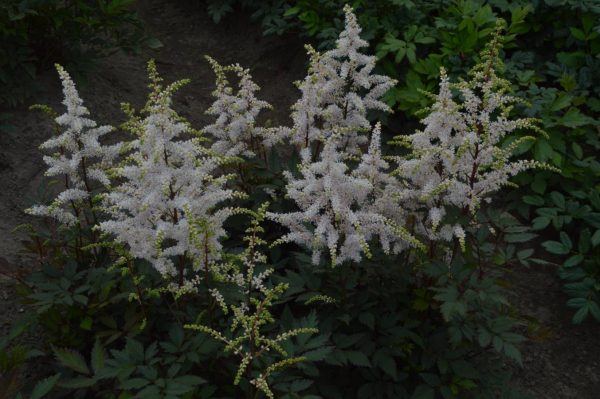 Astilbe Easy Listening