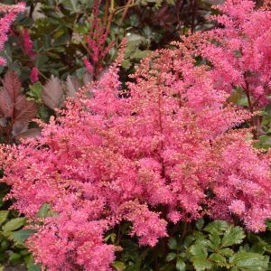 Astilbe Freya®