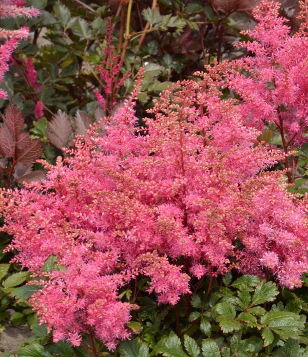 Astilbe Freya®