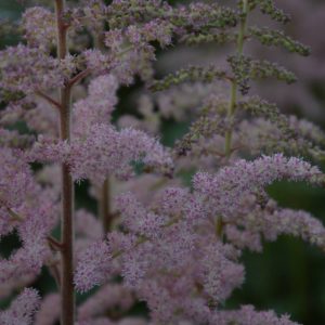 Astilbe Glitter and Glamour®