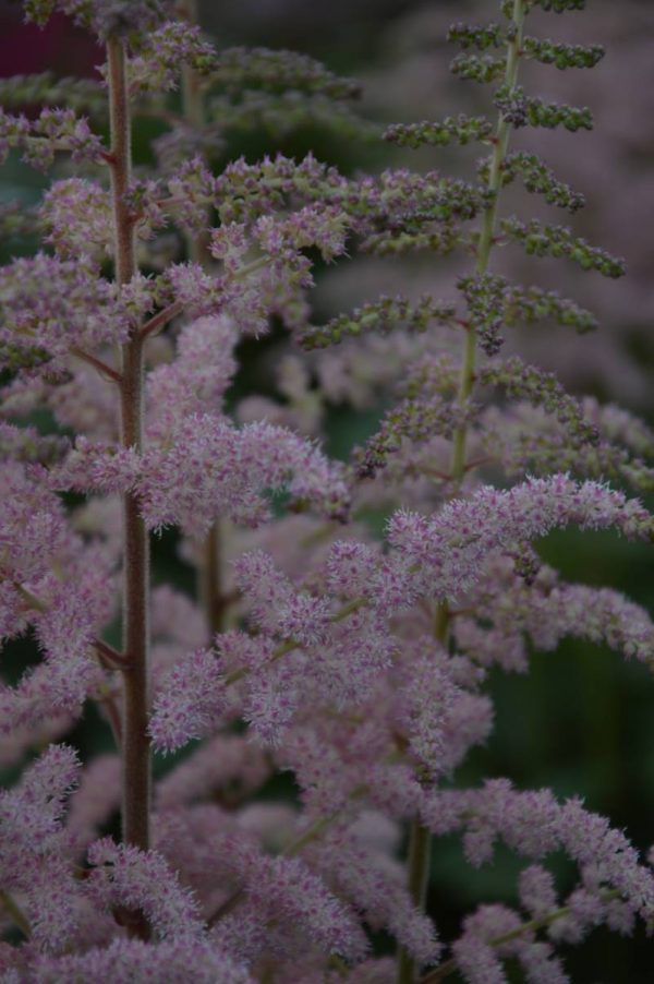 Astilbe Glitter and Glamour®