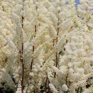 Astilbe Happy Spirit®
