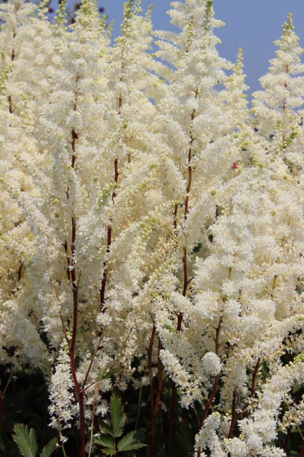 Astilbe Happy Spirit®