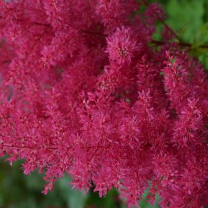 Astilbe Heavy metal®