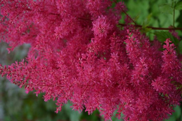 Astilbe Heavy metal®