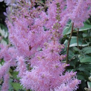 Astilbe Ice Cream®