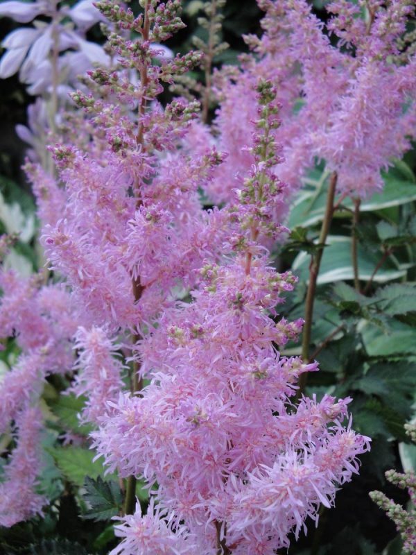 Astilbe Ice Cream®