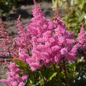 Astilbe Lola®