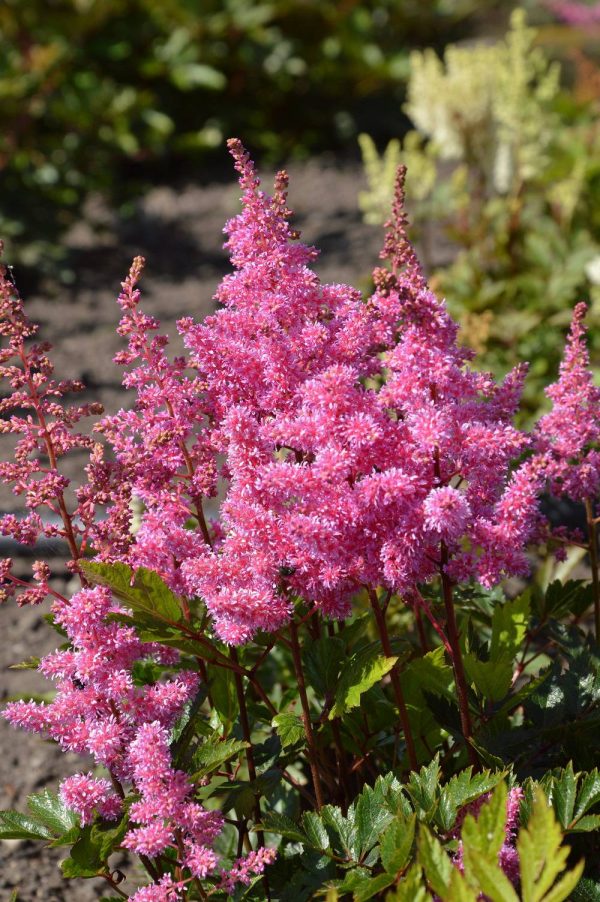 Astilbe Lola®