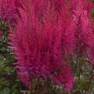 Astilbe Mighty Chocolate Cherry®