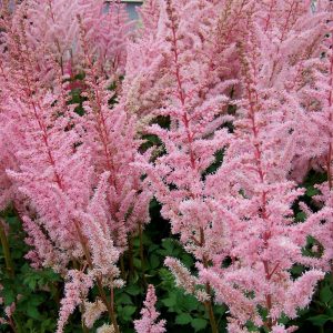 Astilbe Mighty Pip®