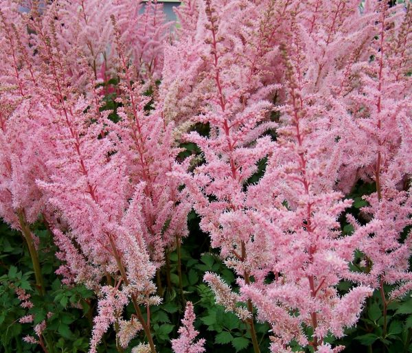 Astilbe Mighty Pip®