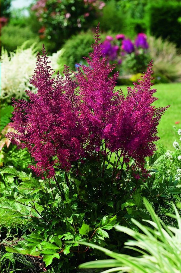 Astilbe Montgommery