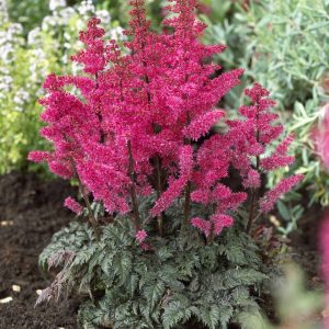 Astilbe crispa