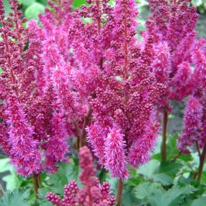 Astilbe Purple Rain®