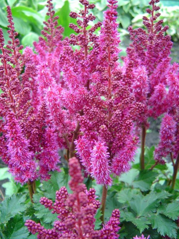 Astilbe Purple Rain®