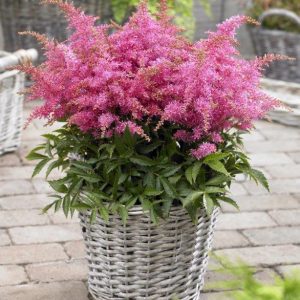 Astilbe Raspberry