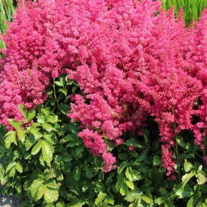 Astilbe Younique Ruby Red® PBR