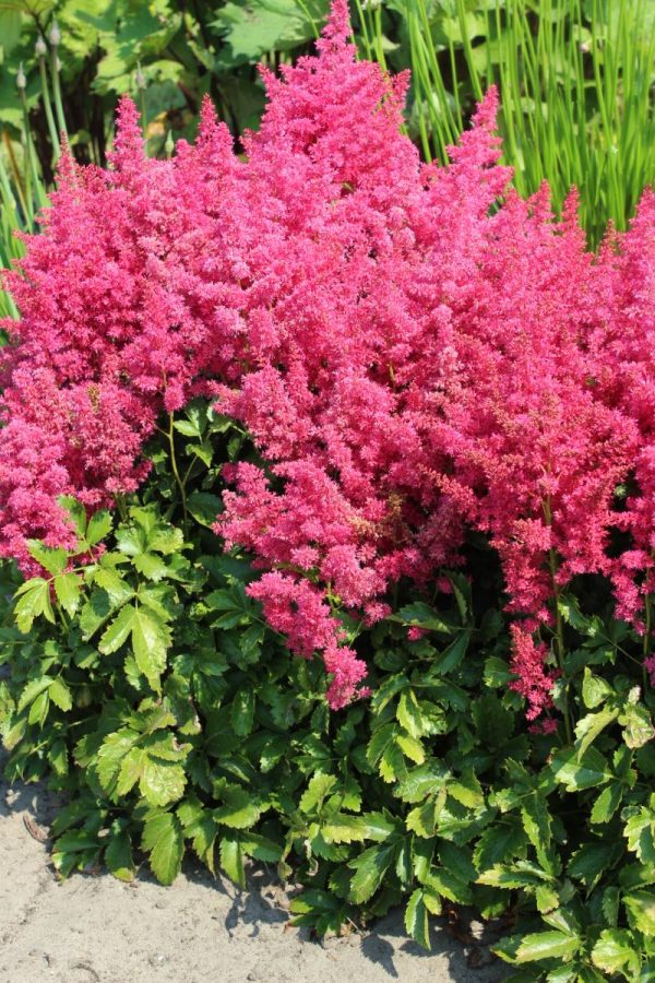 Astilbe Younique Ruby Red® PBR
