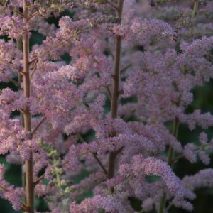 Astilbe Satin Pearls
