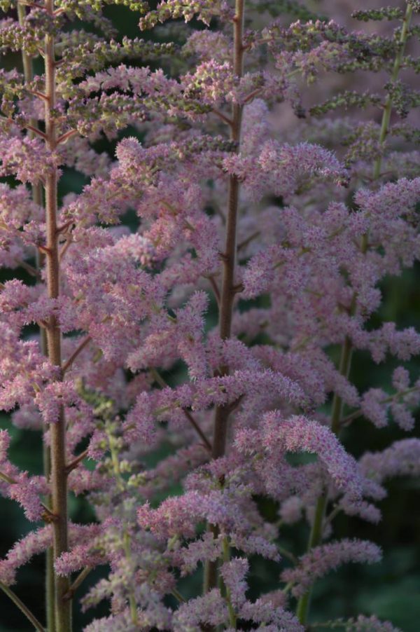 Astilbe Satin Pearls