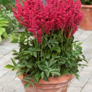 Astilbe Fireberry® PBR