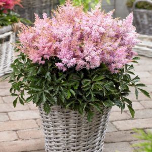 Astilbe Sugarberry® PBR
