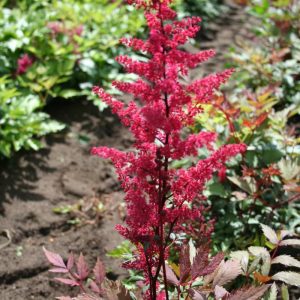 Astilbe Spartan