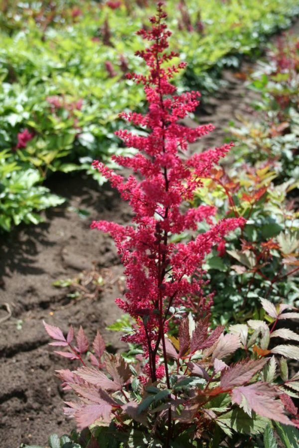 Astilbe Spartan