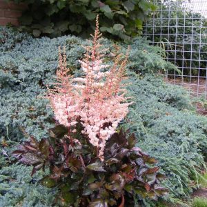Astilbe Spotlight®