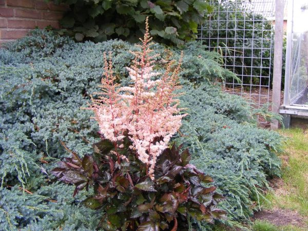 Astilbe Spotlight®