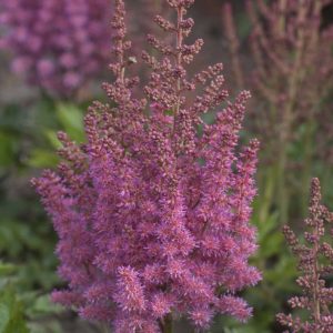 Astilbe chinensis Vision in Pink®
