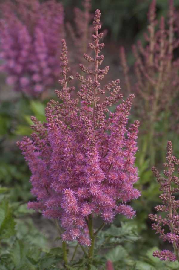 Astilbe chinensis Vision in Pink®