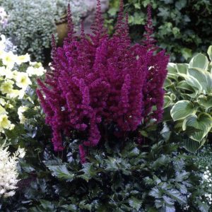 Astilbe chinensis Vision in Red®