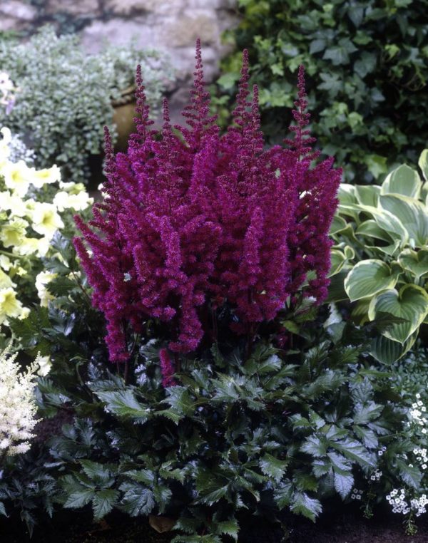 Astilbe chinensis Vision in Red®