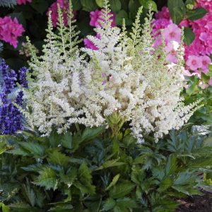 Astilbe chinensis Visions in White®