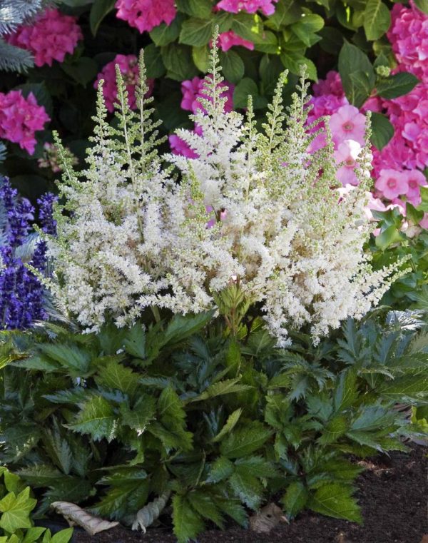 Astilbe chinensis Visions in White®